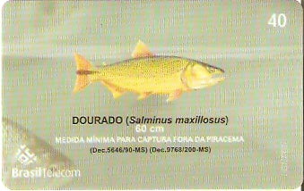 MS-385 - Piracema - 05/11