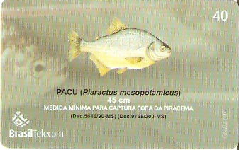 MS-387 - Piracema - 07/11