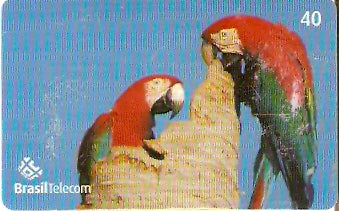 MS-407 - Araras Vermelhas