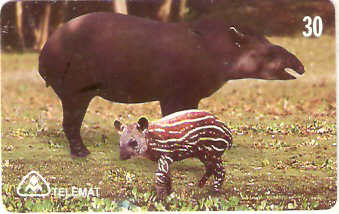 MT-110 - Anta com Filhote