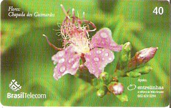 MT-560 - Flores - 3/6