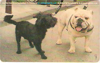 NET-CD04-2 -  Cachorros