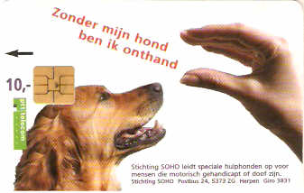 NET-CG15-1 - Cachorro