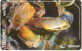 NOR-207 - Ostras
