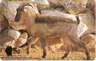 OMN-013C - The Arabian Tahr