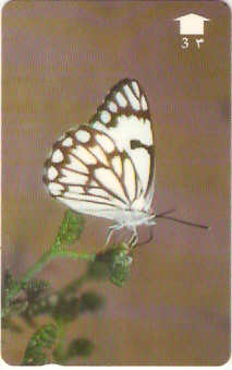 OMN-034U - Caper White