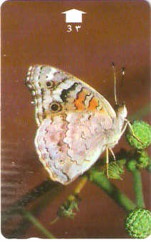 OMN-034W - Blue Pansy - 2