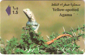 OMN-044J - Yellow-Spotted Agama
