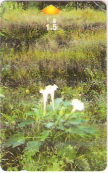 OMN-051U - Greenery in Dhofar