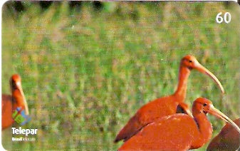 PR-375 - Parque das Aves - 01/13