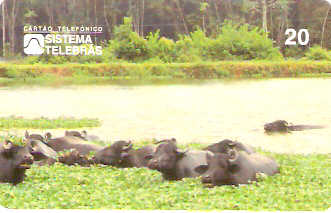 PA-033 - Búfalo do Marajó