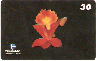 PA-202 - Orquídeas - 08/11