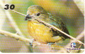 PA-256 - Pássaros - 03/10