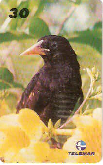 PA-263 - Pássaros - 10/10