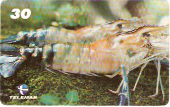 PA-267 - Pitú