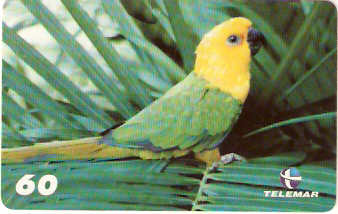 PA-351 - Jandaia-verdadeira