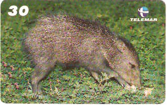 PA-403 - Animais - 2/6