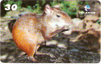 PA-406 - Animais - 5/6