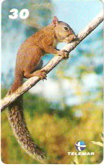 PA-407 - Animais - 6/6