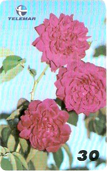 PE-479 - Rosas