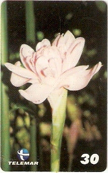 PE-591 - Flores - 2/6