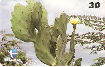 PI-076 - Cacto