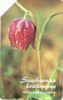 POL-1324 - Fritillaria Meleagris - 15