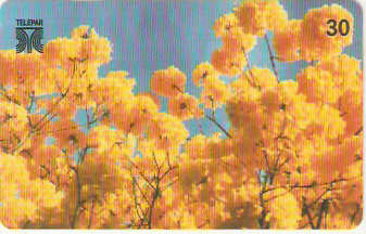 PR-244 - Ipê Amarelo