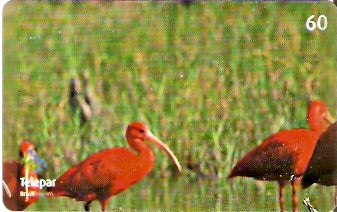 PR-376 - Parque das Aves - 02/13