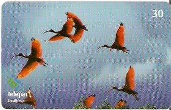 PR-413 - Parque das Aves - 09/13