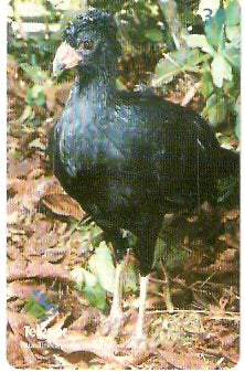 PR-414 - Parque das Aves - 10/13