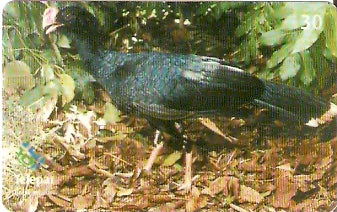 PR-415 - Parque das Aves - 11/13