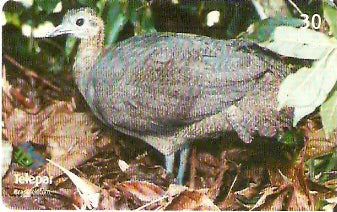 PR-416 - Parque das Aves - 12/13