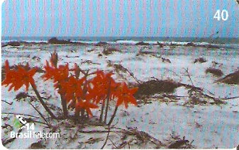 PR-525 - Praia Deserta