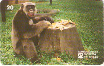 RJ-0104 - Macaco Tião B2