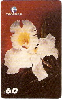 RJ-1492 - Flor de Sonhos