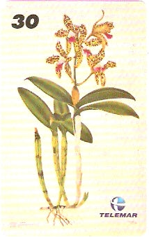 RJ-0776 - Cattleya Guttata - I2