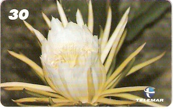 RJ-0779 - Dama da Noite I2 - 1