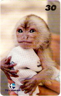 RJ-1017 - Baby Zoo - 7/8