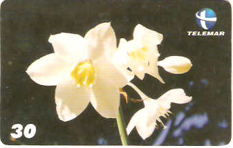 RN-089 - Eucharis Grandiflora