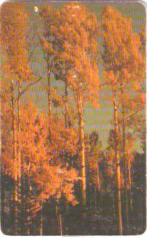 ROM-069 - Floresta