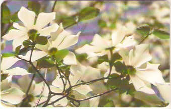 ROM-116 - Flores Brancas