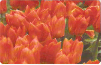 ROM-117 - Flores Vermelhas