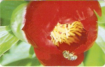 ROM-186 - Flor Vermelha
