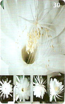 RO-188 - Flora Regional
