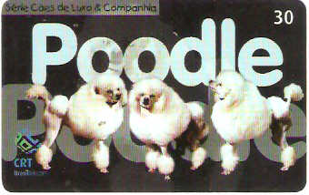RS-0653 - Cães Pêlo Longo - 4/5