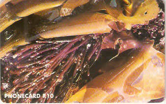 SAF-062 - Algas Marinhas