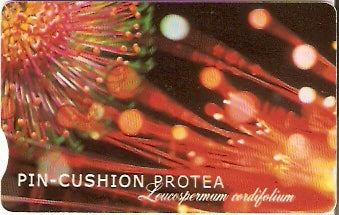 SAF-107c - Pin-Cushion Protea