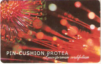SAF-107a - Pin-Cushion Protea