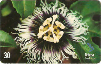 SC-167 - Flores Daqui 1/8